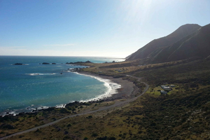 Cape Palliser: Coastal Explorer Walking Tour From Wellington
