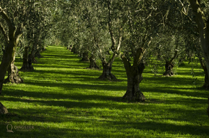 Olivo