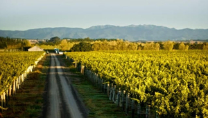 Palliser Estate