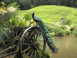 Staglands Wildlife Reserve