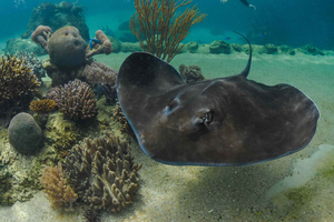 Airlie Beach: giro in barca a vela a Daydream Island con snorkeling