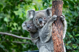Spotkanie z australijską przyrodą w zoo w Sydney