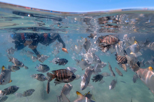 Brisbane: tour di snorkeling all-inclusive all'isola di Moreton
