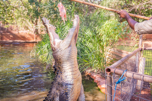 Broome: wycieczka łączona – browar Matso's, muzeum i park krokodyli