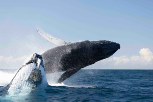 Byron Bay Whale Watching with Marine Biologist