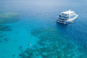 Cairns: gita in barca con snorkeling notturno nella Grande Barriera Corallina