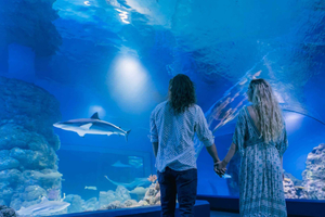 Cairns: Wycieczka z przewodnikiem po oceanarium o zmroku