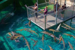 Crocosaurus Cove – standardowy bilet wstępu