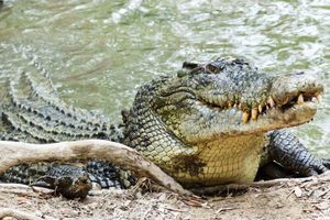 Daintree Rainforest: Crocodile & Wildlife River Cruise