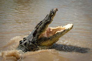 Darwin: Adelaide River Cruises, Jumping Crocodile Experience (hyppäävä krokotiili)