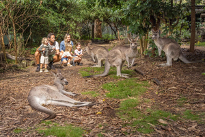 Eden: Panboola Wetlands and Potoroo Palace Tour with Lunch