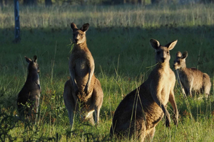 Von Sydney aus: Australische Wildtiersafari mit Mittag- und Abendessen