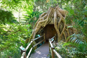 Gold Coast: HOHO + Glow Worms & Skywalk Rainforest Walk