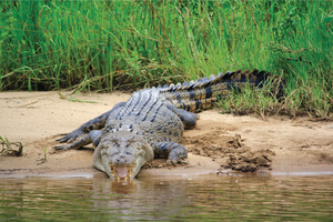 Kierros 1: Crocodile Express -risteily Greater Daintreen luonnossa