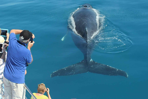 Rejs po zatoce Hervey Bay z wielorybami
