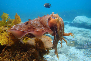 Jervis Bay: Guided Snorkelling Tour with an expert guide