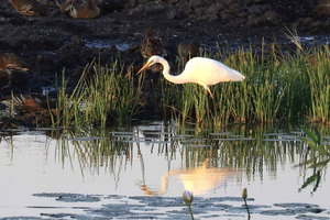 LookAbout Darwin Wetlands Wildlife Premium Tour Maximal 6 Gäste