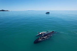 Magnetic Island: Sunset Whale Watching Cruise
