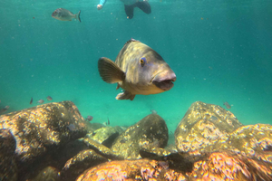 Manly Beach Guided Snorkeling Tours