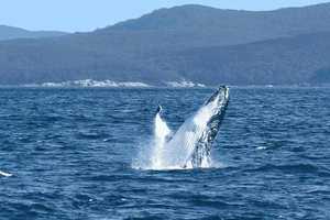 Melbourne: 6-hour Wilsons Prom Whale Watching