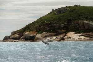 Melbourne: Wilsons Promontory: Rejs z obserwacją waleni