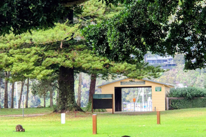 Całodniowa wycieczka po Northern Beaches – Manly, dzikie walabie, latarnia morska
