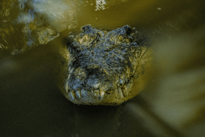 Port Douglas: Wildlife Habitat Croc Feed Experience & Entry: Wildlife Habitat Croc Feed Experience & Entry