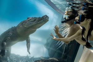 Port Douglas: Wildlife Habitat – Mergulho com Crocodilos