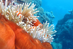 Premium Great Barrier Reef & Coral Cay Cruise from Cairns