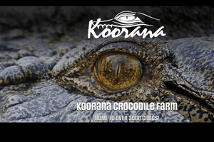 Rockhampton: Excursão Guiada na Fazenda dos Crocodilos Koorana