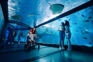 Bilet wstępu do oceanarium SEA LIFE Sydney
