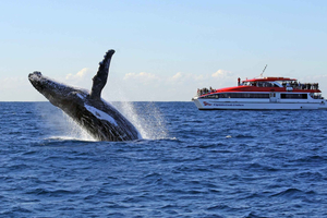 Sydney 2.5-Hour Whale Watching Cruise – 95% Whale Guarantee
