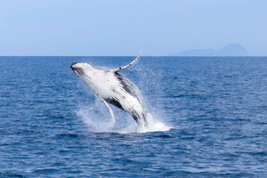 Wilsons Promontory: Whale Spotting Cruise with Lunch