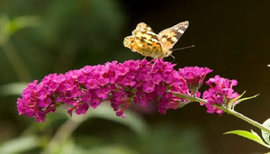 Butterflies in the Whitsundays