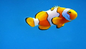 Finding More Than Nemo