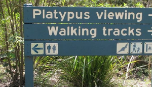 Watching Platypus at Eungella