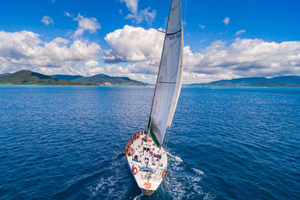 Whitsundays Wildlife Encounters: 10 Incredible Experiences with Native Species
