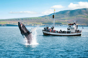 Húsavík: Whale Watching Tour with Guide