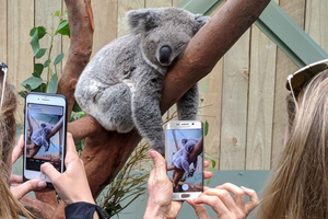 Sydney : Visite en petit groupe de la faune, des chutes d'eau et du vin