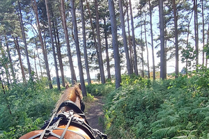 York: Horse Drawn Carriage Ride Around the Countryside York