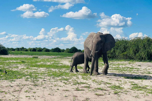 5-Day Chobe and Savuti Camping Safari
