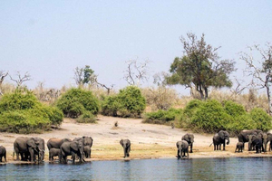 Botswana: Chobe National Park Full Day Trip