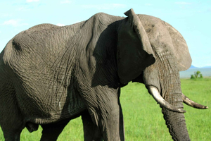 Chobe Morning Game Drive Safari from Livingstone & Vic Falls