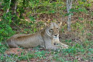 Excursión de 1 día al parque nacional de Chobe desde Livingstone y las cataratas Victoria