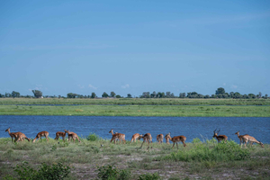 Chobe River Safari Cruise with Professional Guide