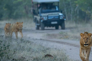 Safari a Chobe: crociera in barca, game drive e pranzo dello chef