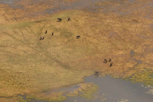 Da Kasane: volo safari in elicottero (Parco Nazionale Chobe)