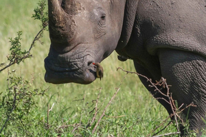 Desde Livingstone: safari por el Parque Nacional Mosi-oa-Tunya y paseo entre rinocerontes