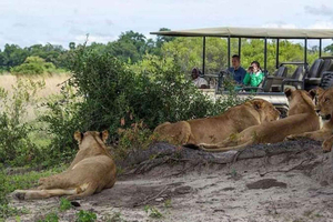 Livingstonesta: Yöelämäkierros ja koko päivän safari Chobeen