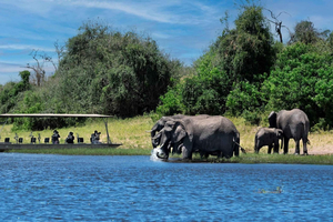 Full Day Chobe Trip From Livingstone Town Zambia